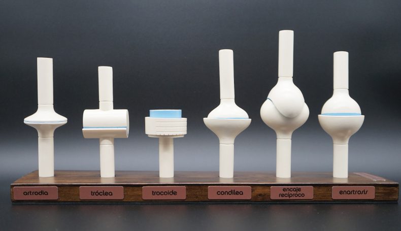 set de 6 pares de articulaciones sinoviales de resina para estudio