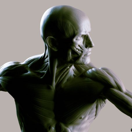 Modelo anatómico en 3D de un cuerpo humano en posición de movimiento.